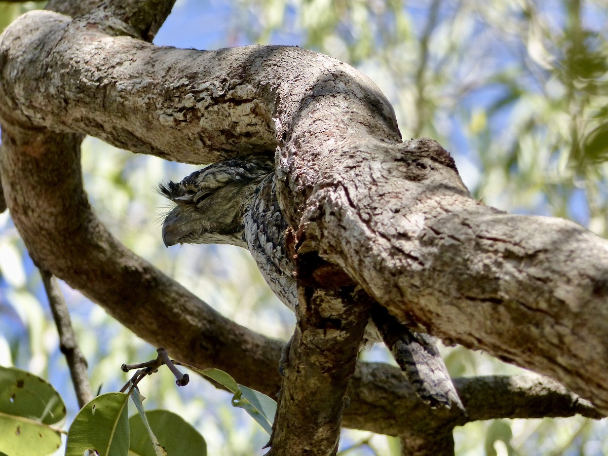 Podargo Australiano - ML641908224