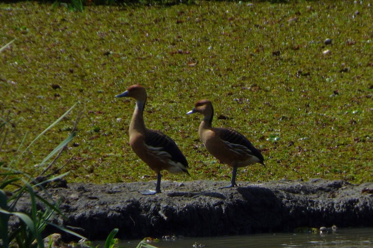 Fulvous Whistling-Duck - ML641908232