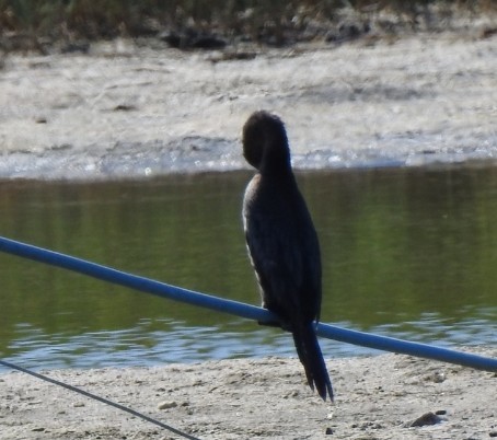 Cormoran pygmée - ML641908238