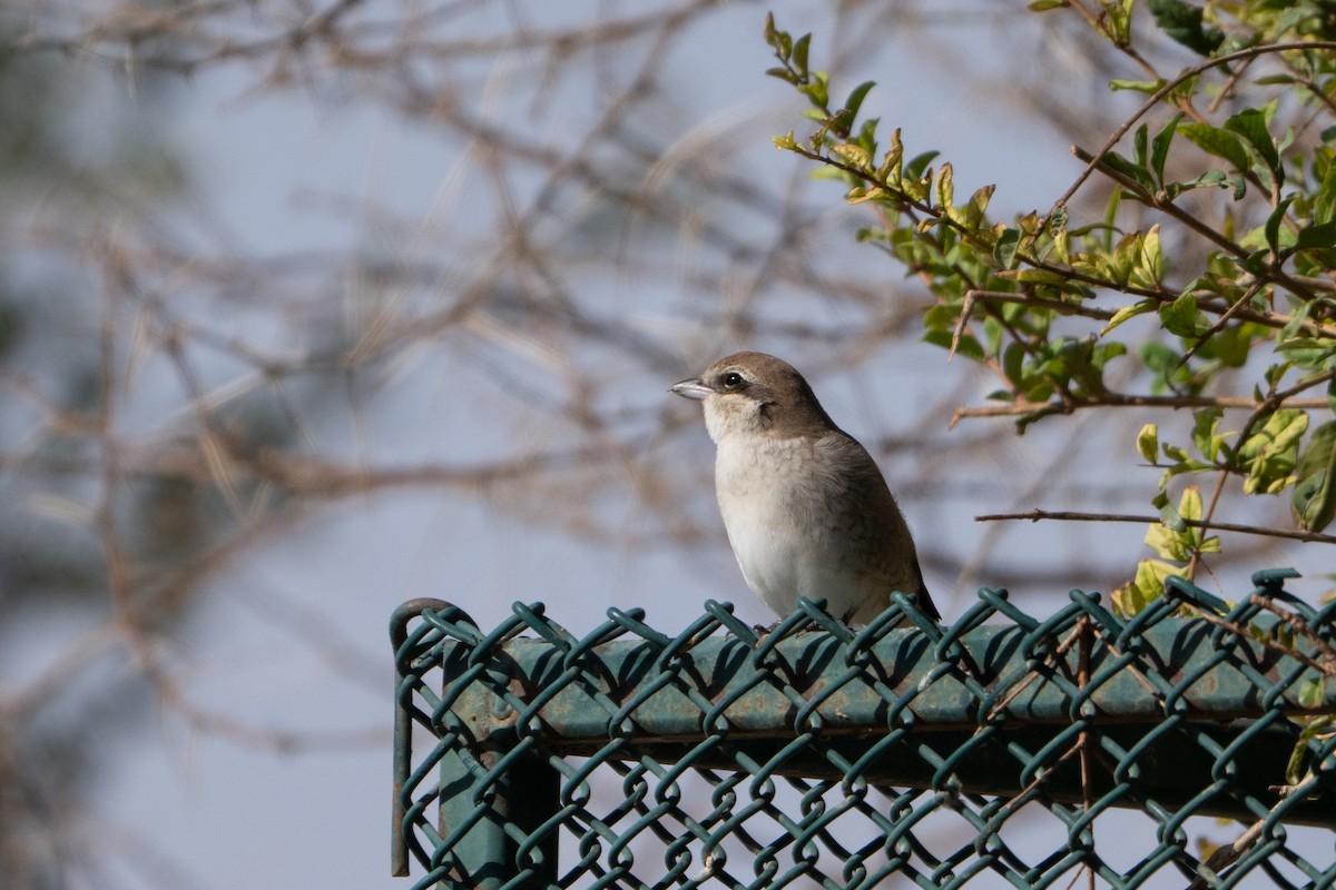 Red-tailed/Isabelline/Brown Shrike - ML641908240