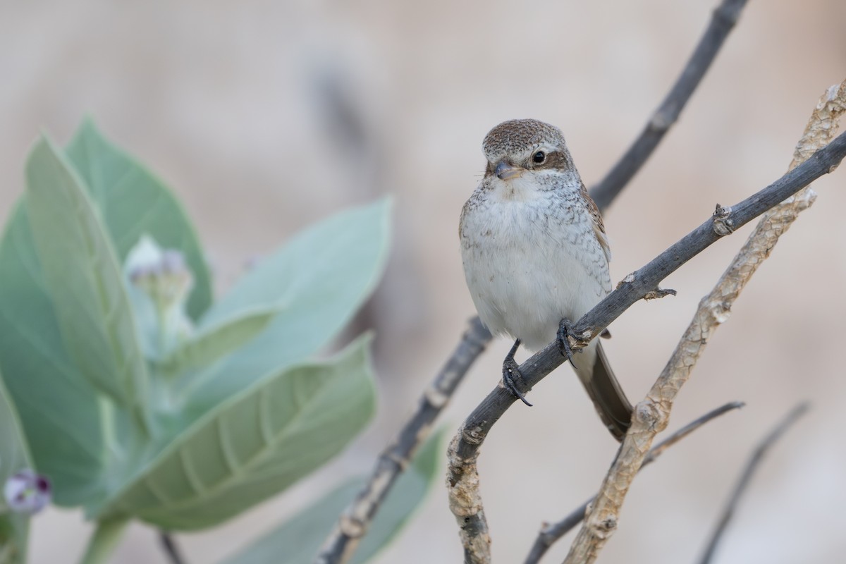 Red-backed Shrike - ML641908244