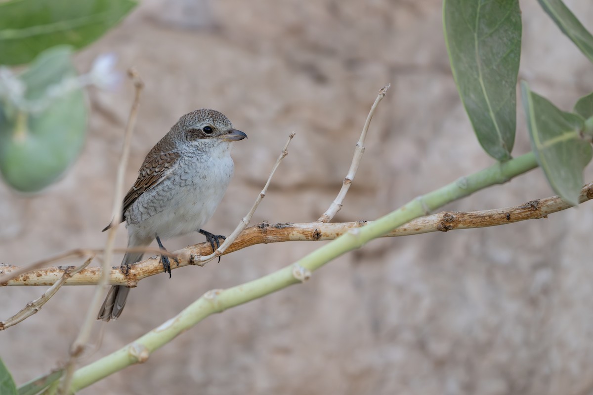 Red-backed Shrike - ML641908246