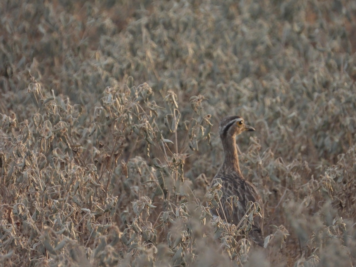 Double-striped Thick-knee - ML641908247