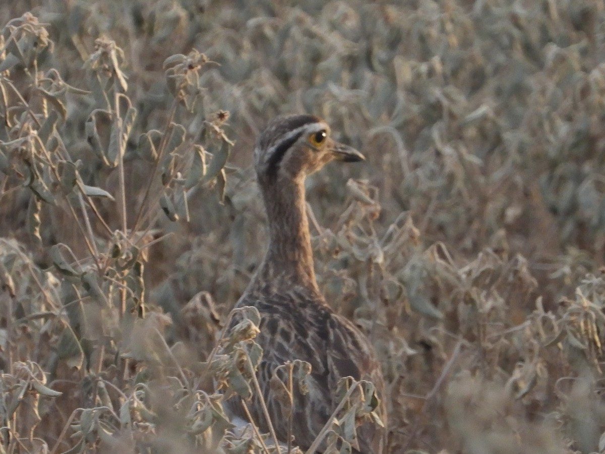 Double-striped Thick-knee - ML641908249