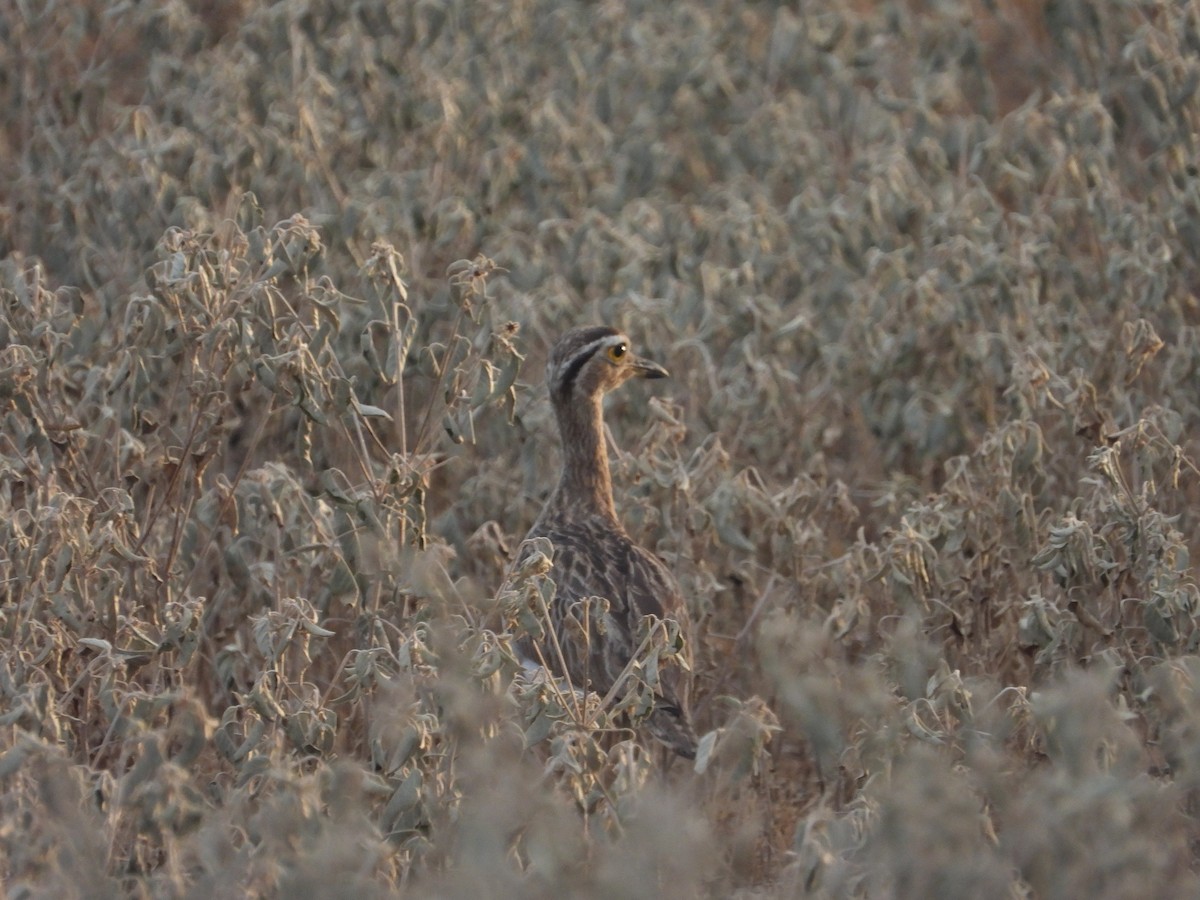 Double-striped Thick-knee - ML641908252