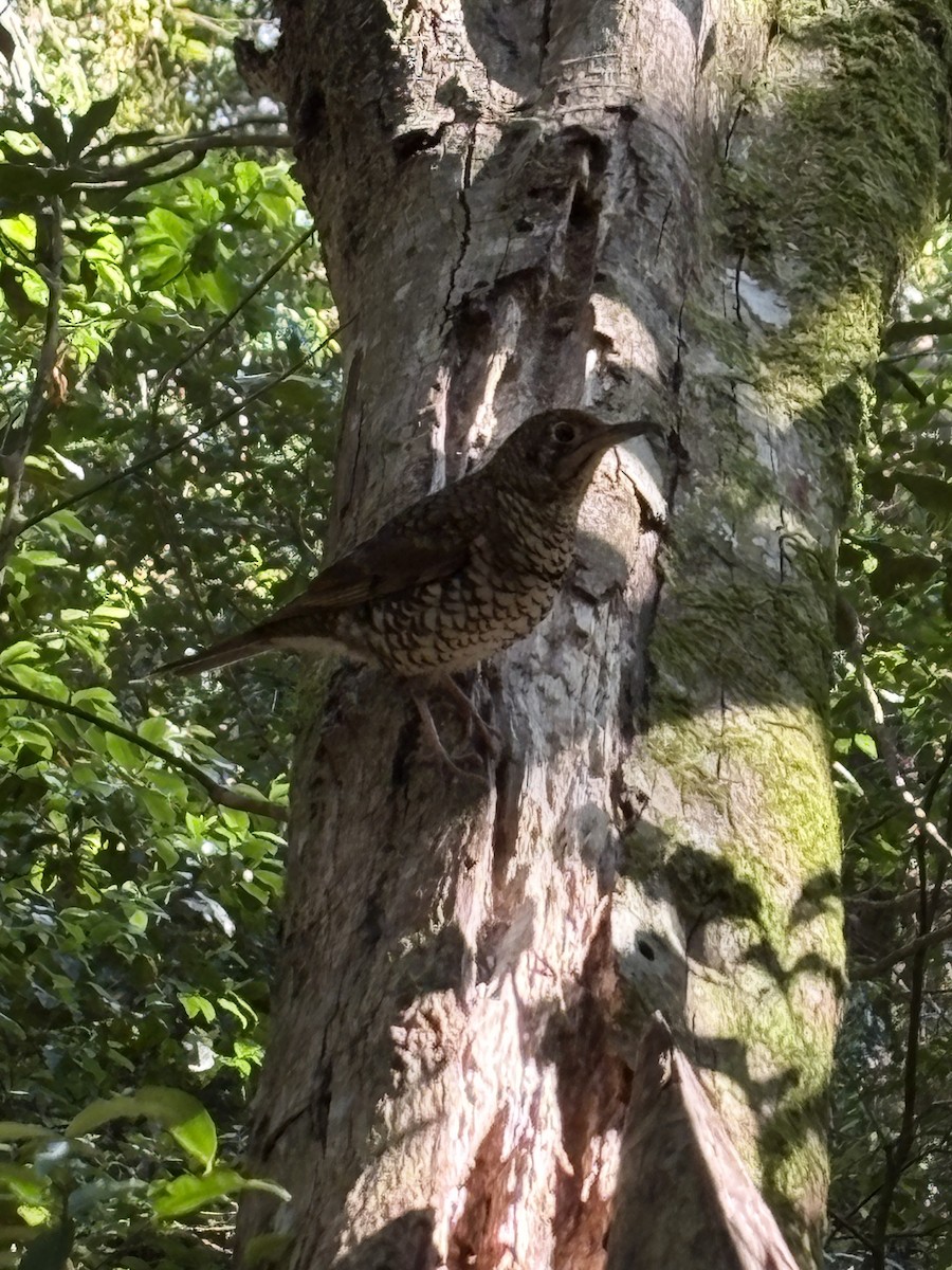 Sedefli Ardıç - ML641908254