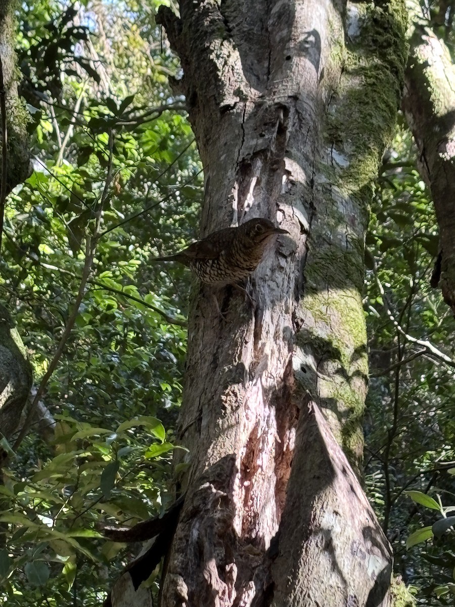 Sedefli Ardıç - ML641908255