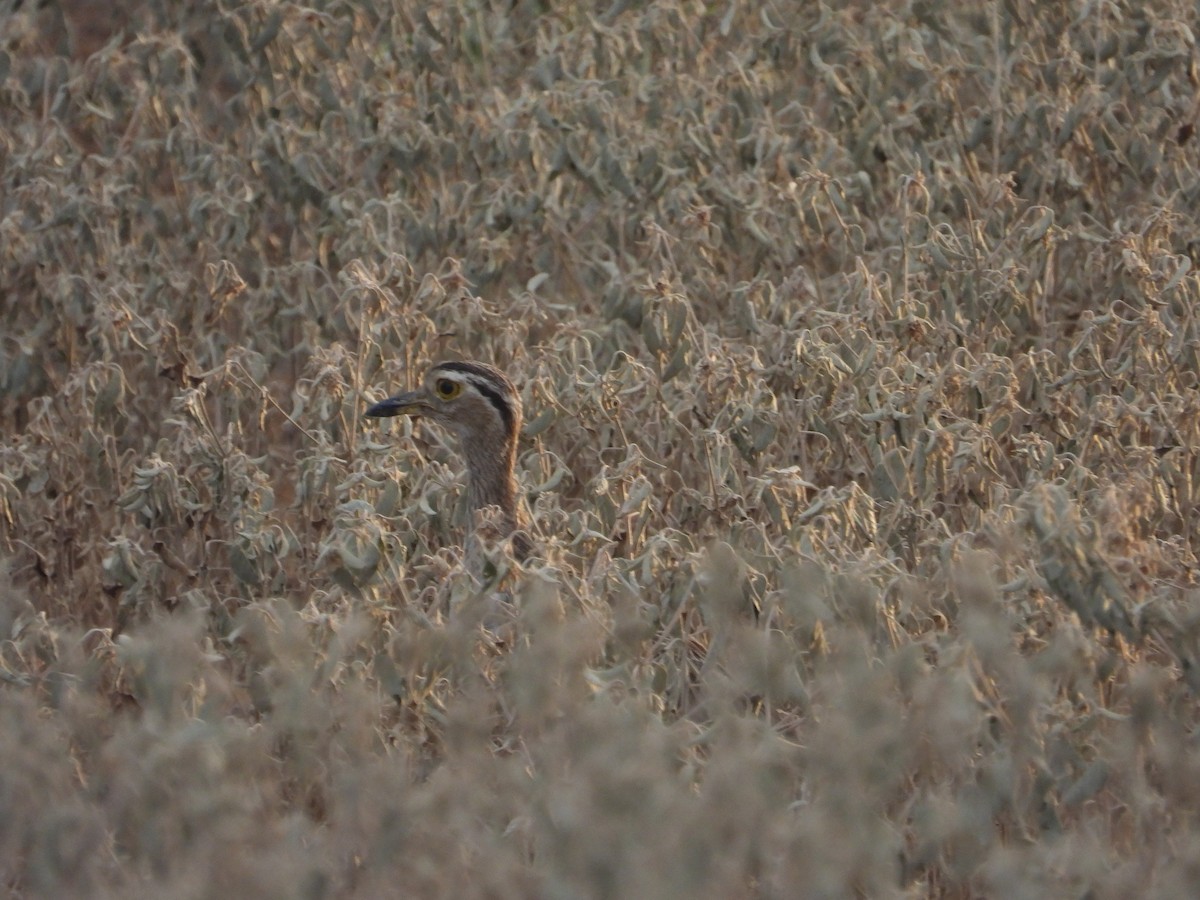 Double-striped Thick-knee - ML641908256