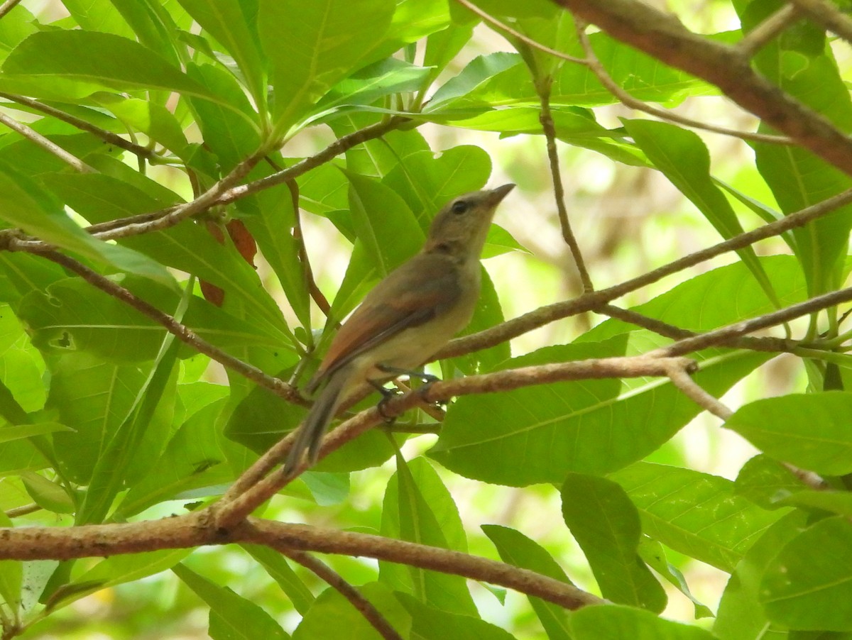 Gray Whistler (Brown) - ML641908275