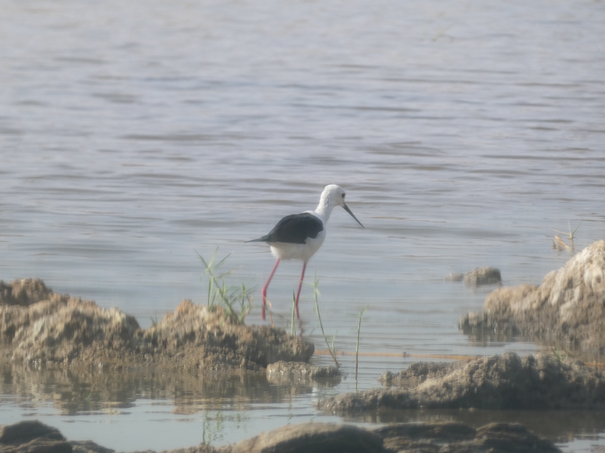 Black-winged Stilt - ML641908277
