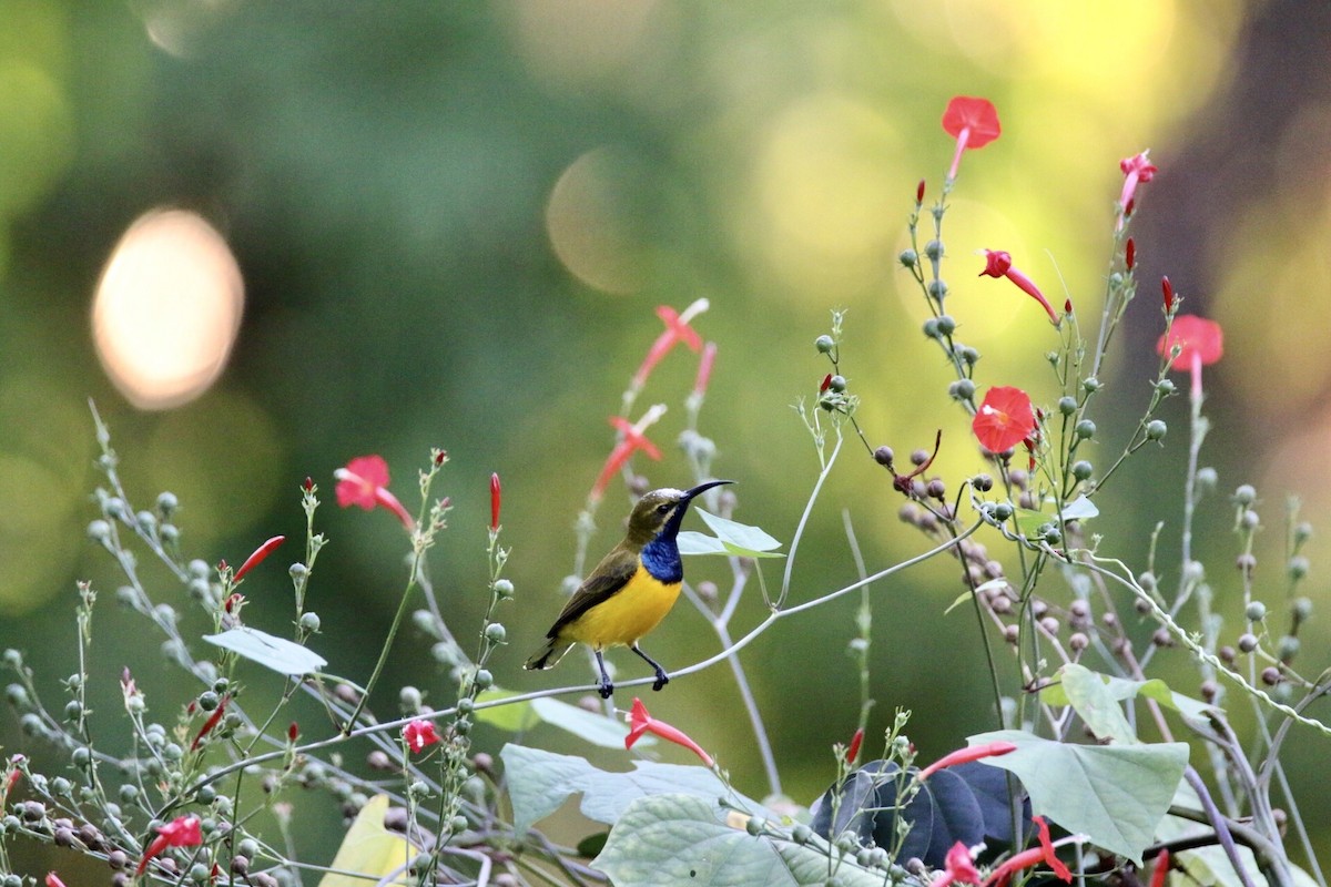 Sahul Sunbird - ML641908278