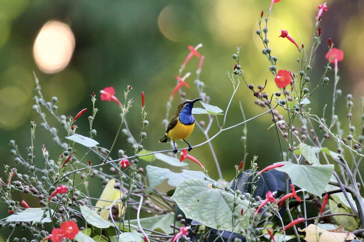 Sahul Sunbird - ML641908279