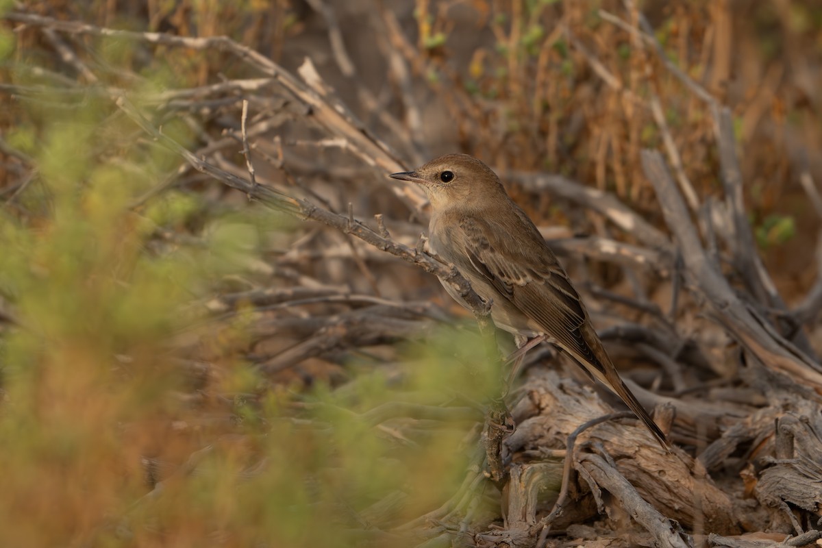 Common Nightingale - ML641908283