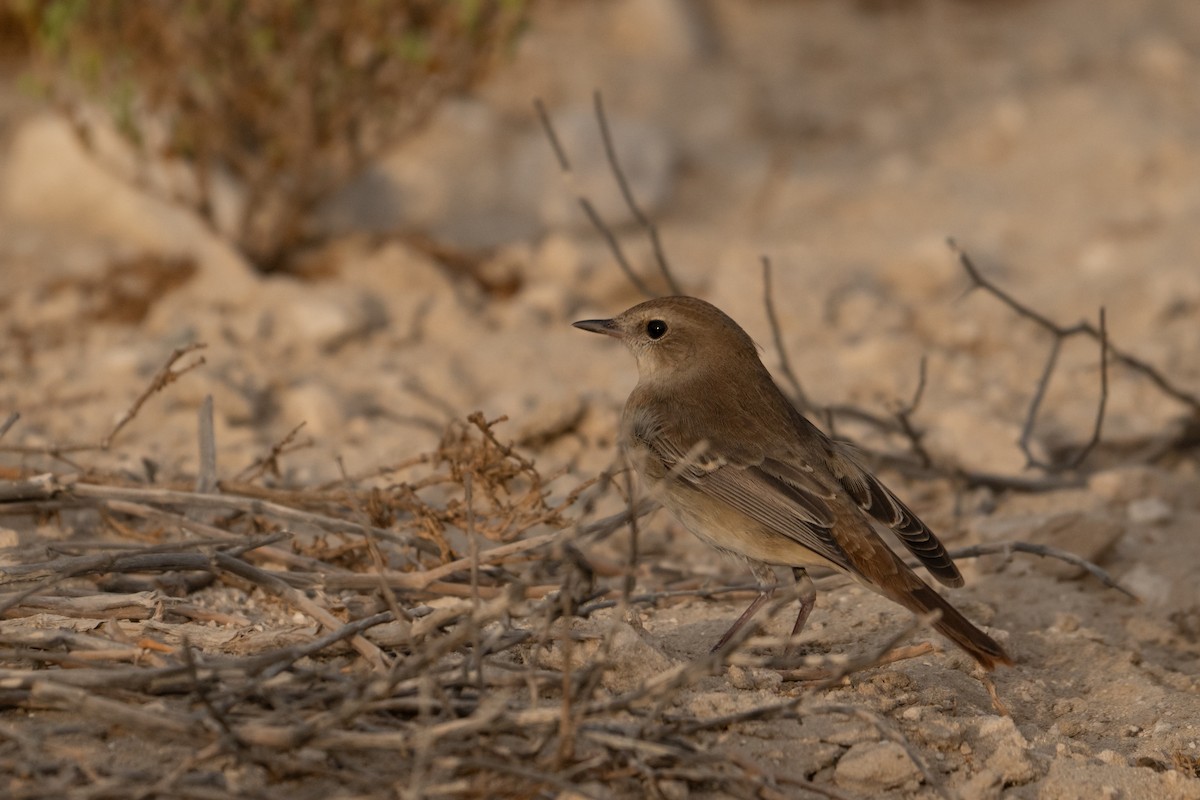 Common Nightingale - ML641908284
