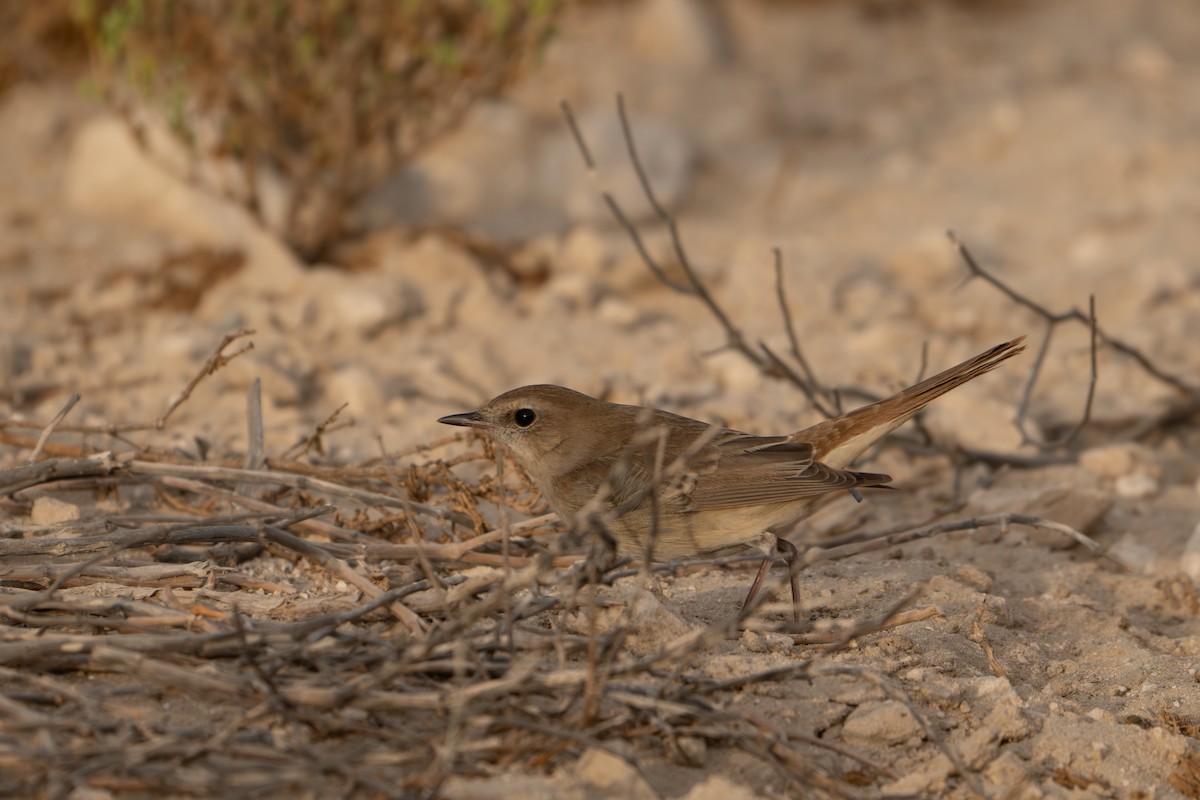Common Nightingale - ML641908285