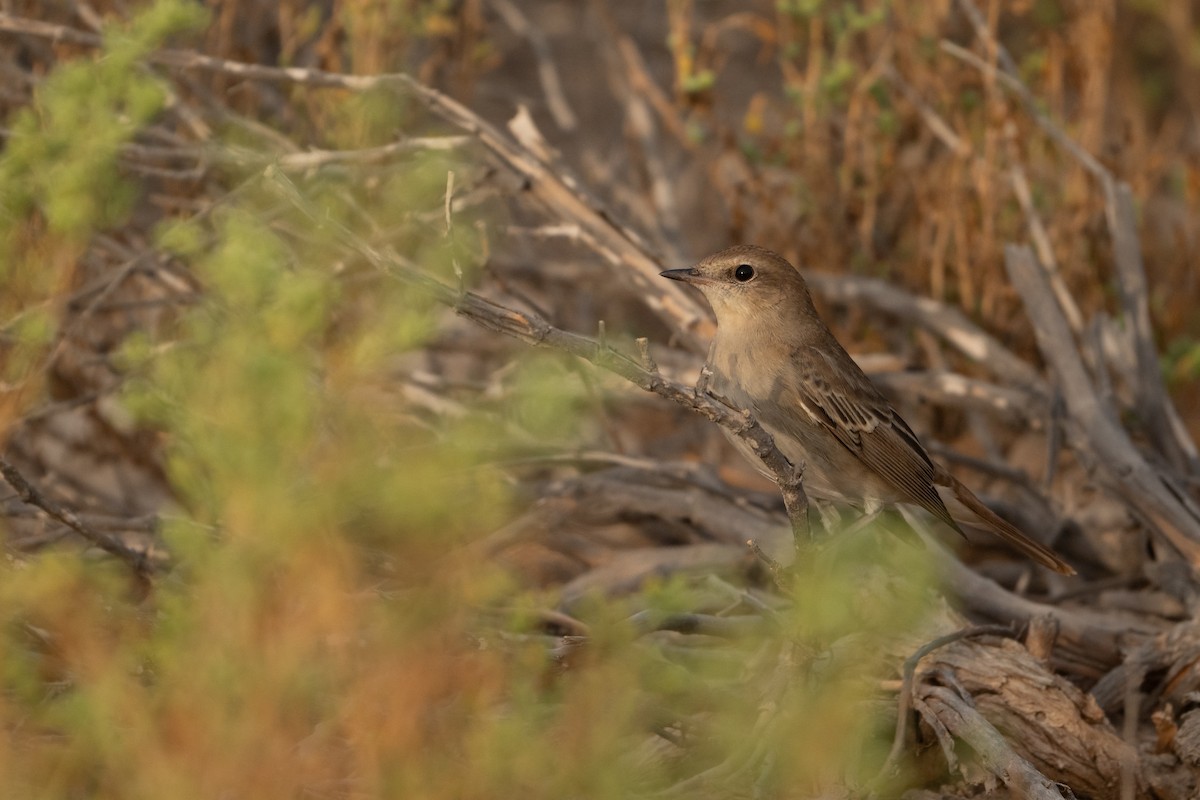 Common Nightingale - ML641908286