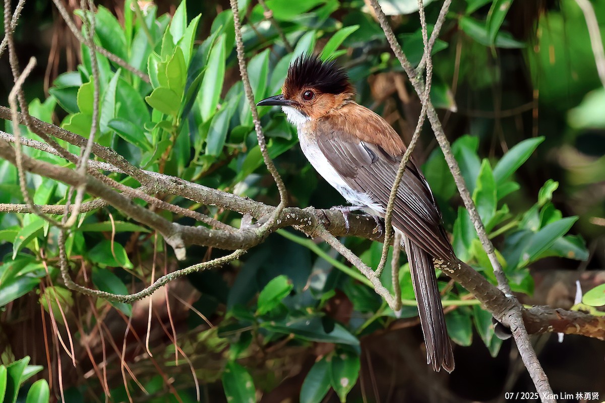 Chestnut Bulbul - ML641908292