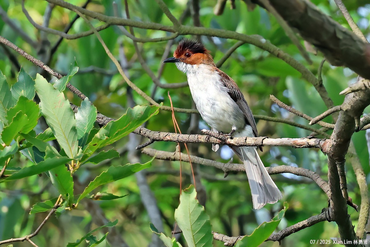 Chestnut Bulbul - ML641908293