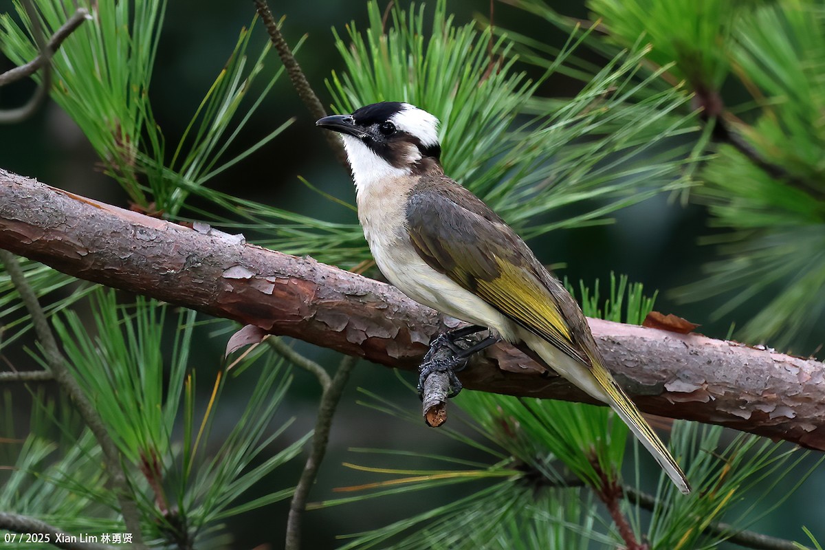 Light-vented Bulbul - ML641908295