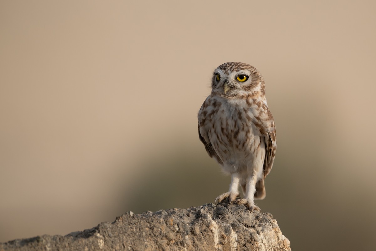 Little Owl - ML641908301