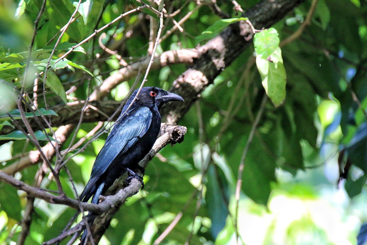 Spangled Drongo - ML641908302