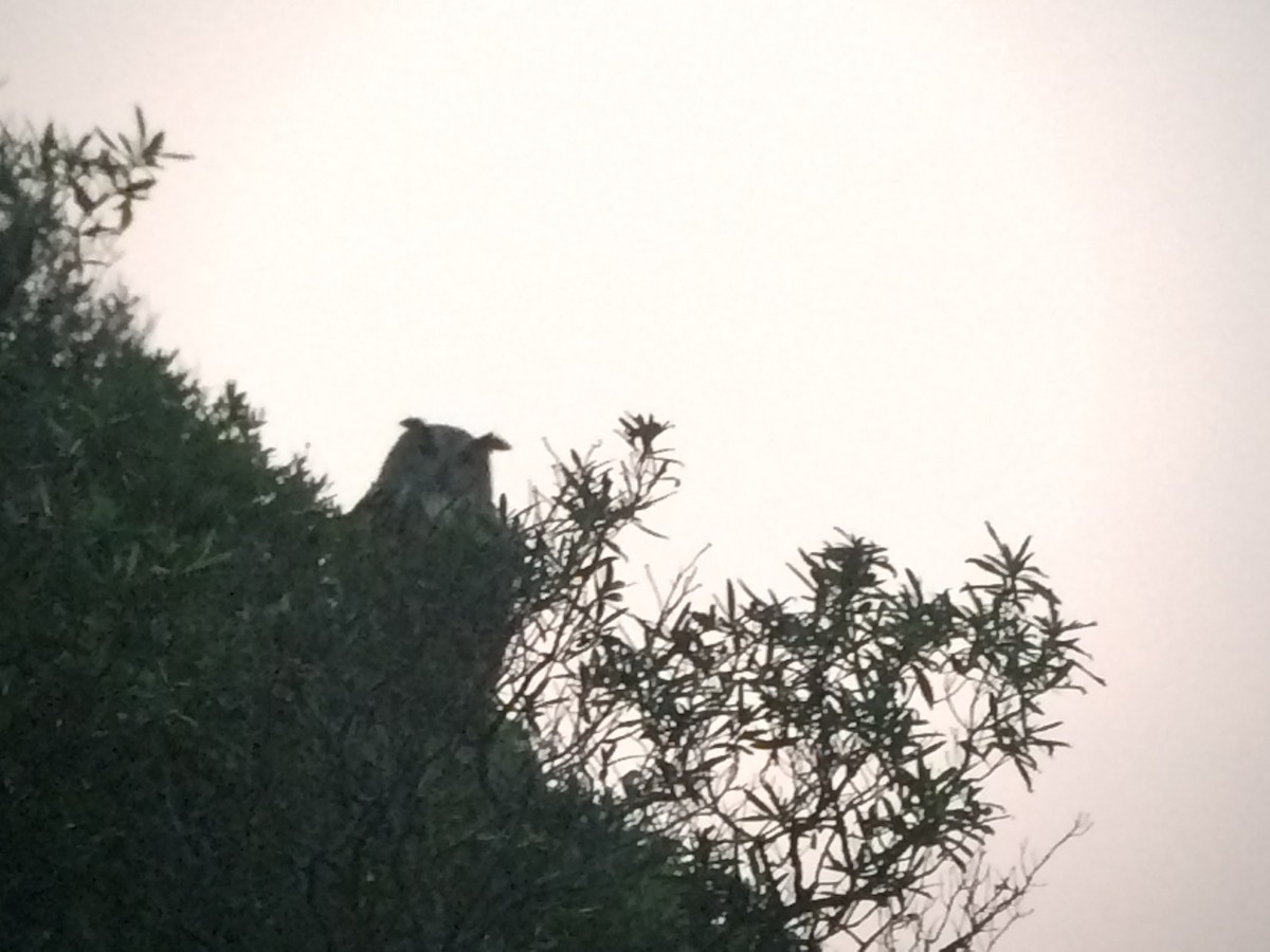 Eurasian Eagle-Owl - ML641908310