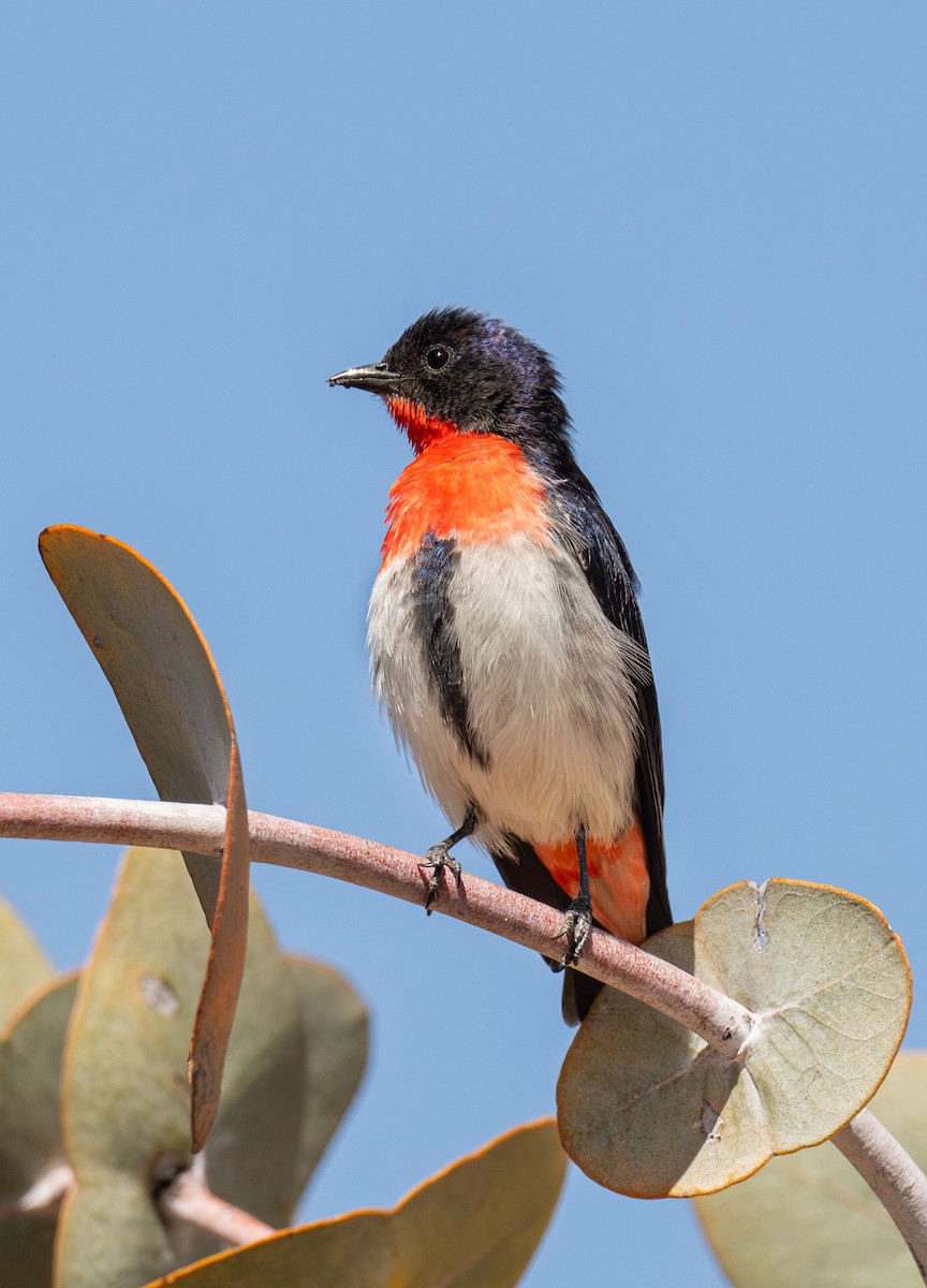 Mistletoebird - ML641908311