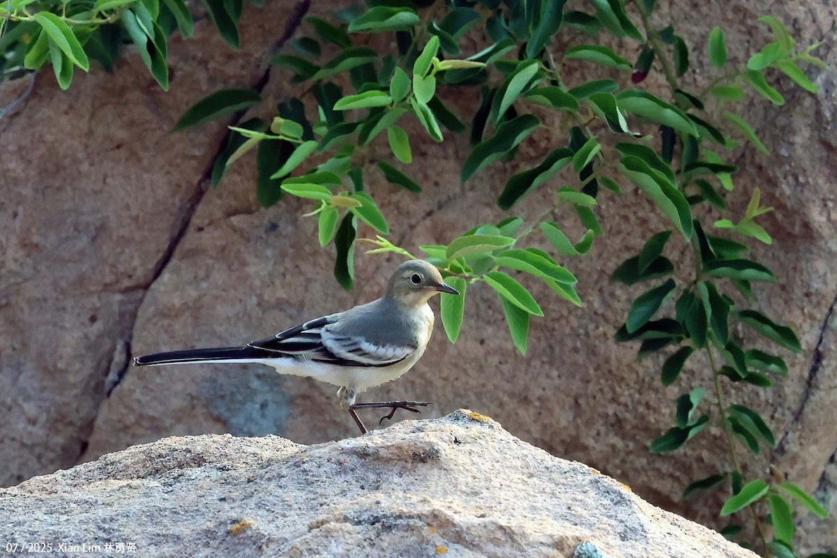 Хөх цэгцгий - ML641908329