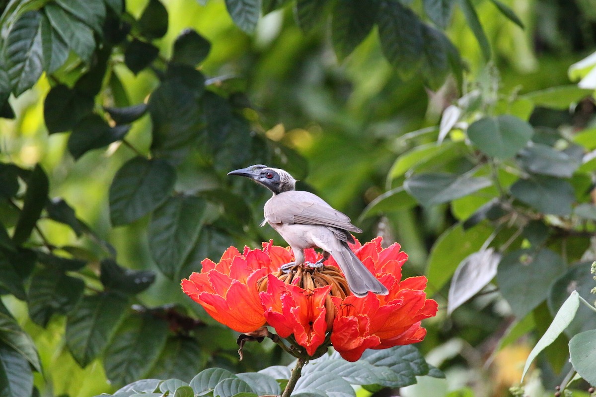 Helmeted Friarbird - ML641908334