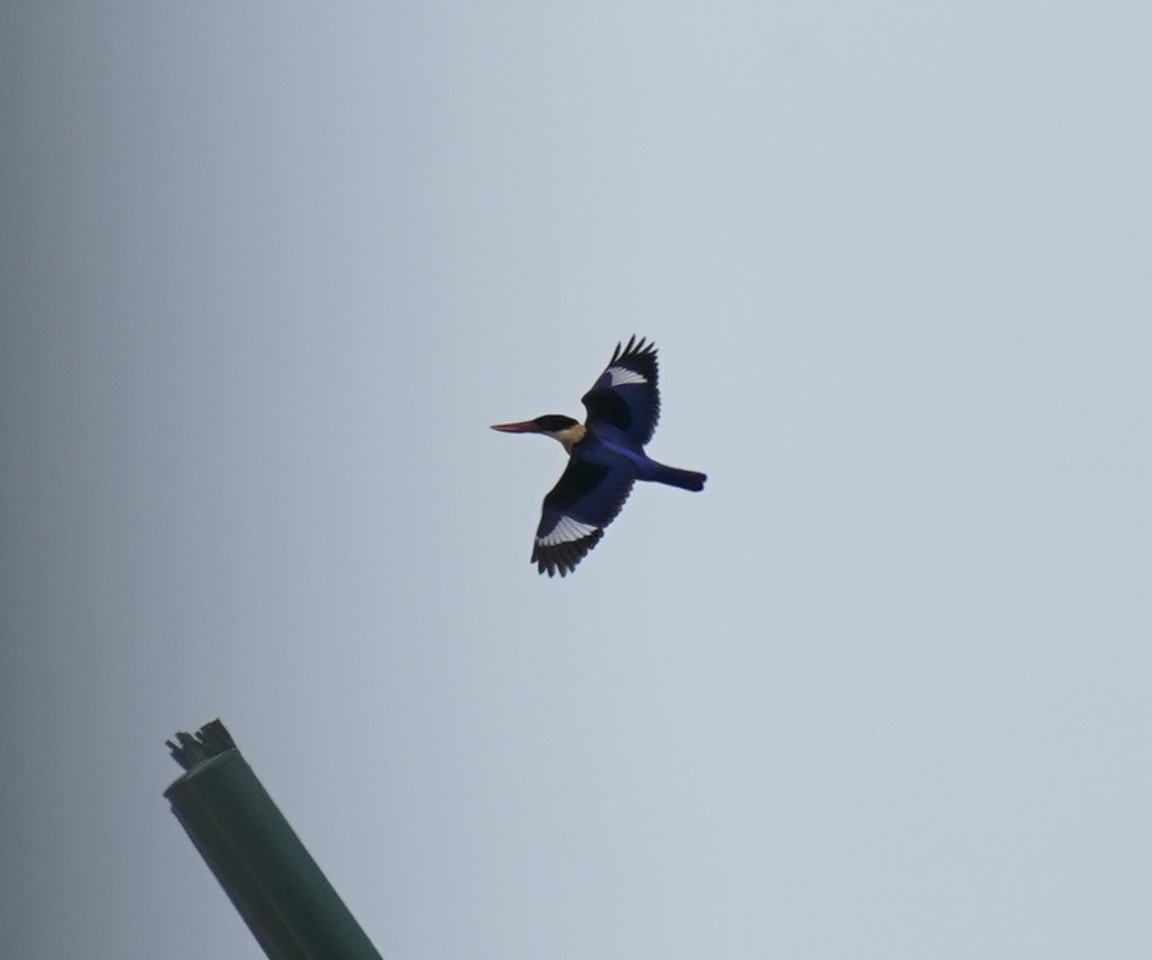 Хар магнайт халуу - ML641908338