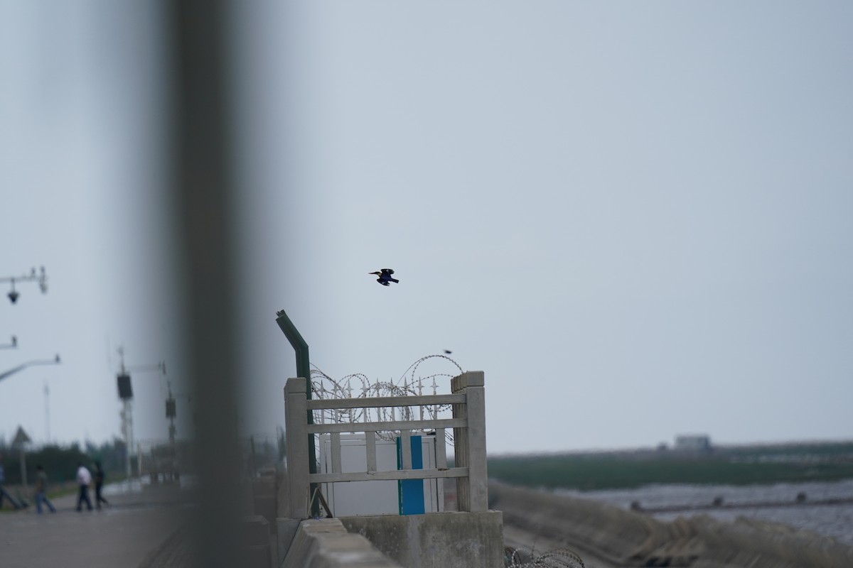 Хар магнайт халуу - ML641908339