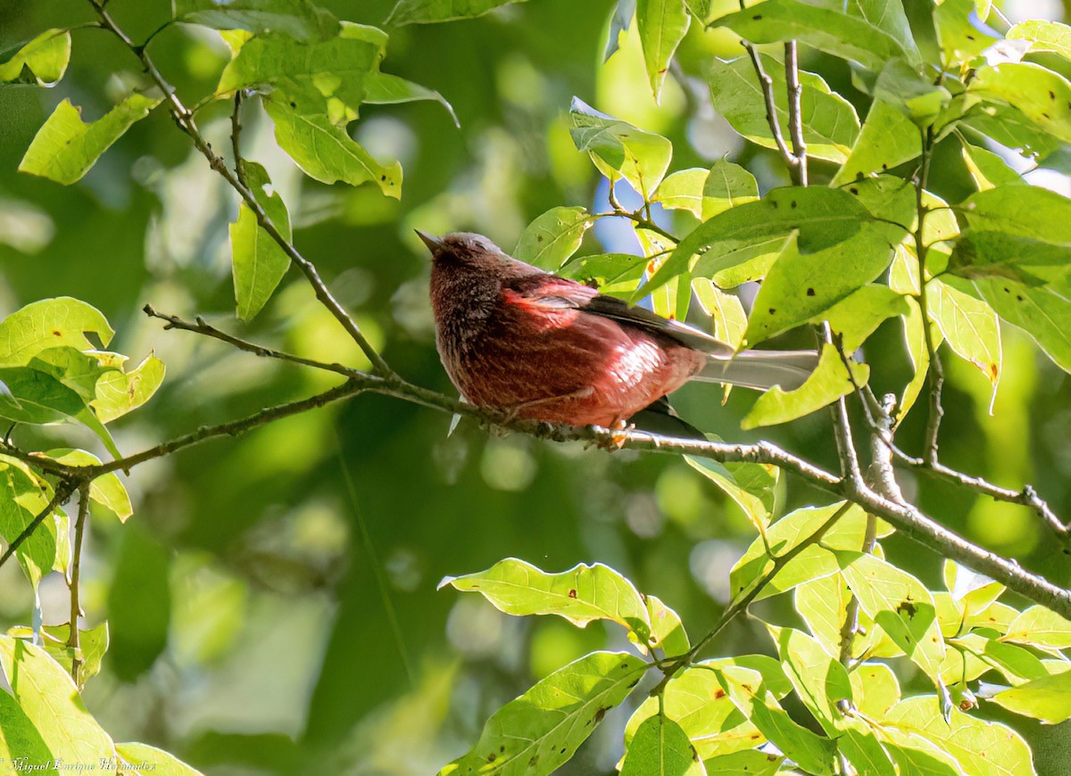 rosenparula - ML641908352