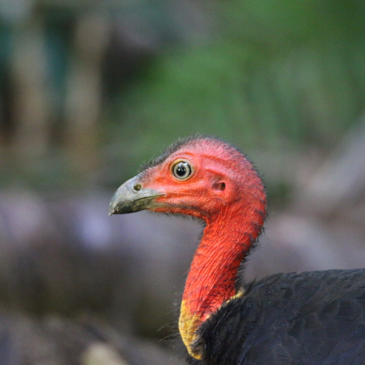 Australian Brushturkey - ML641908360