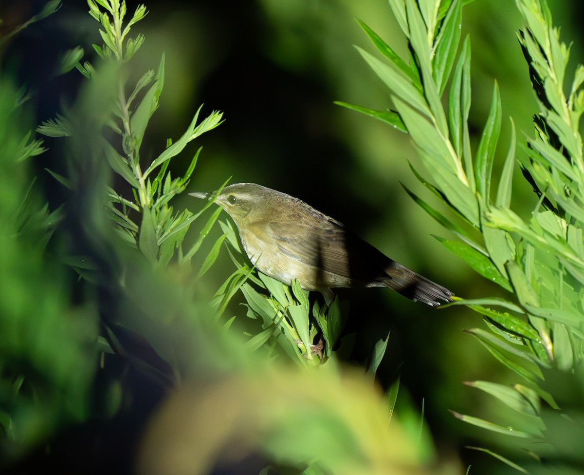 Middendorff's Grasshopper Warbler - ML641908363