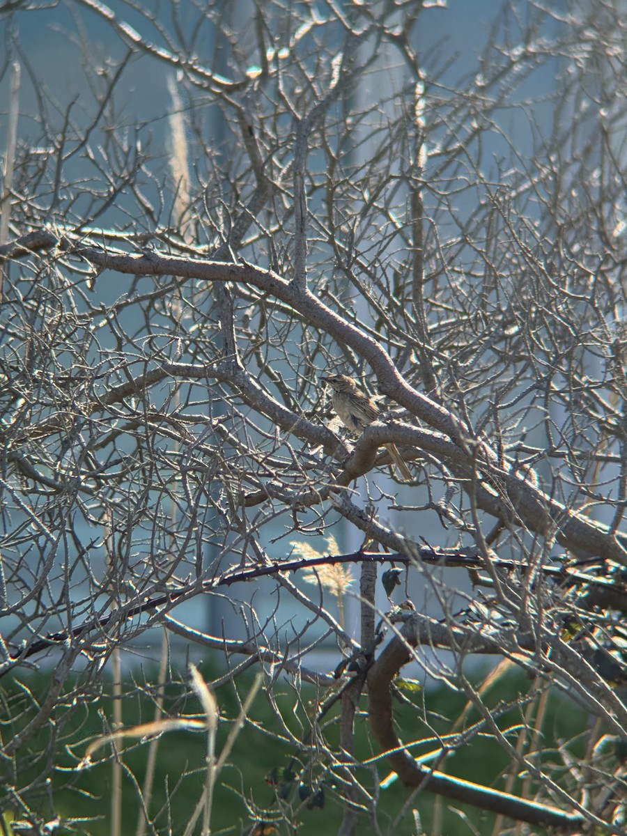 Rufous Songlark - ML641908364