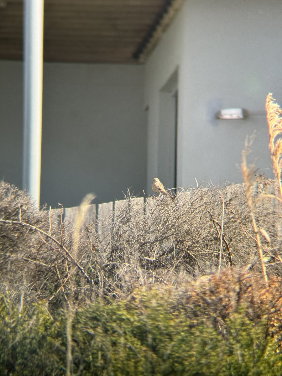 Rufous Songlark - ML641908365