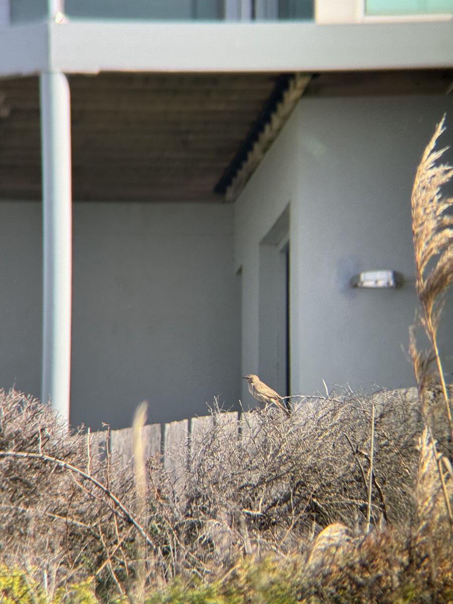 Rufous Songlark - ML641908366