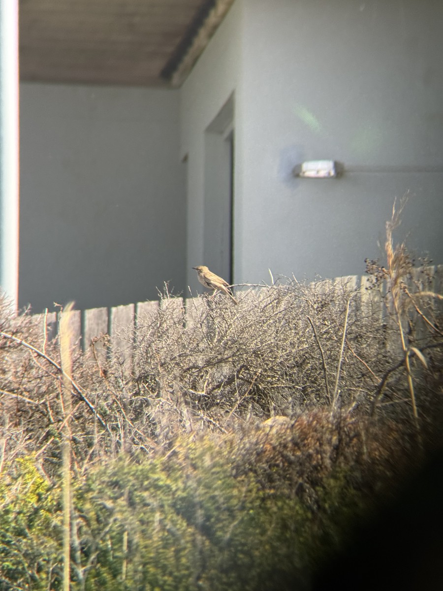 Rufous Songlark - ML641908367