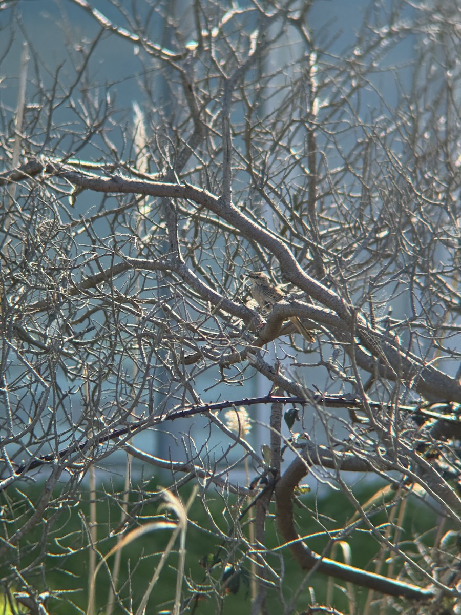 Rufous Songlark - ML641908369