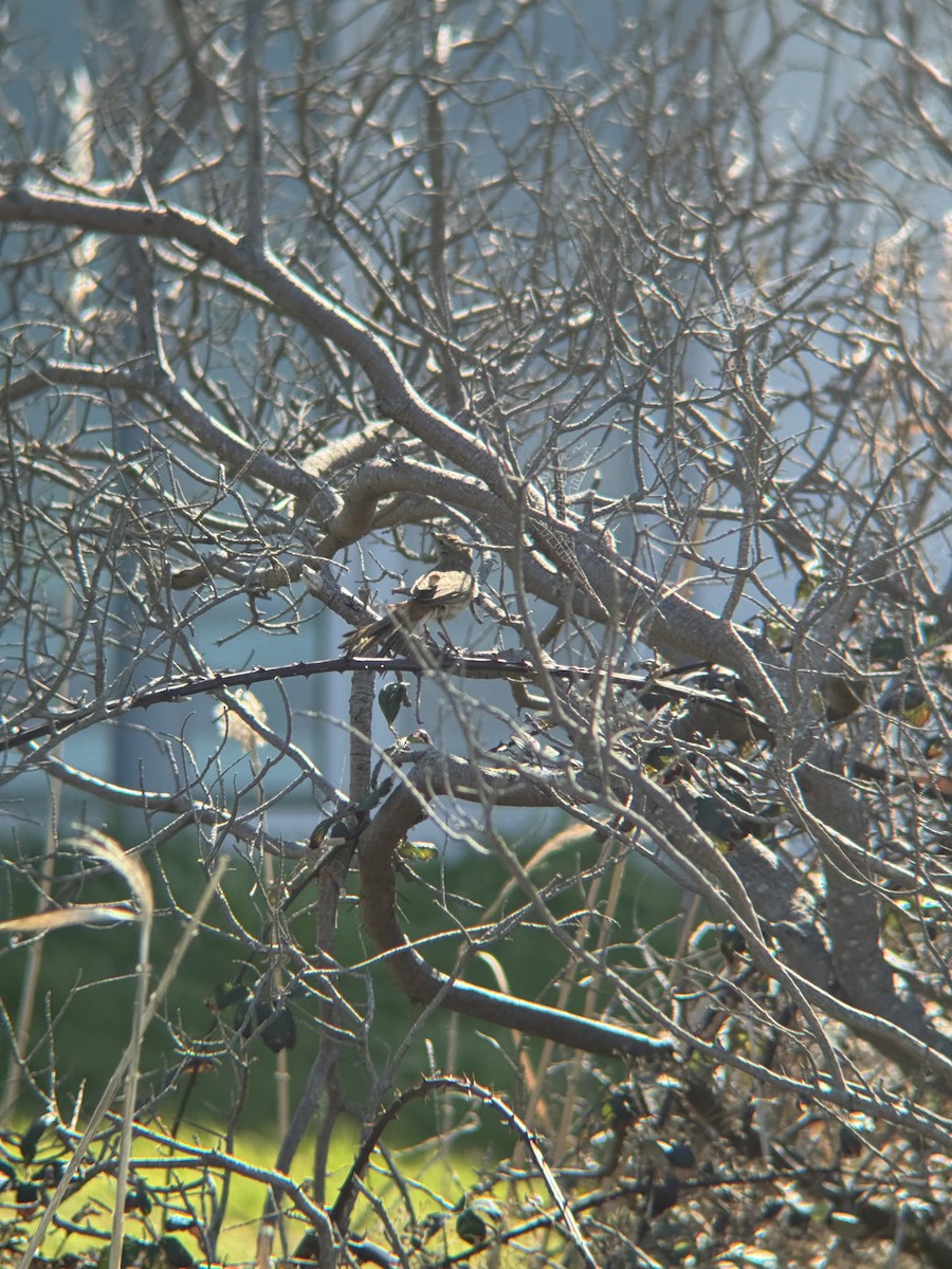 Rufous Songlark - ML641908370