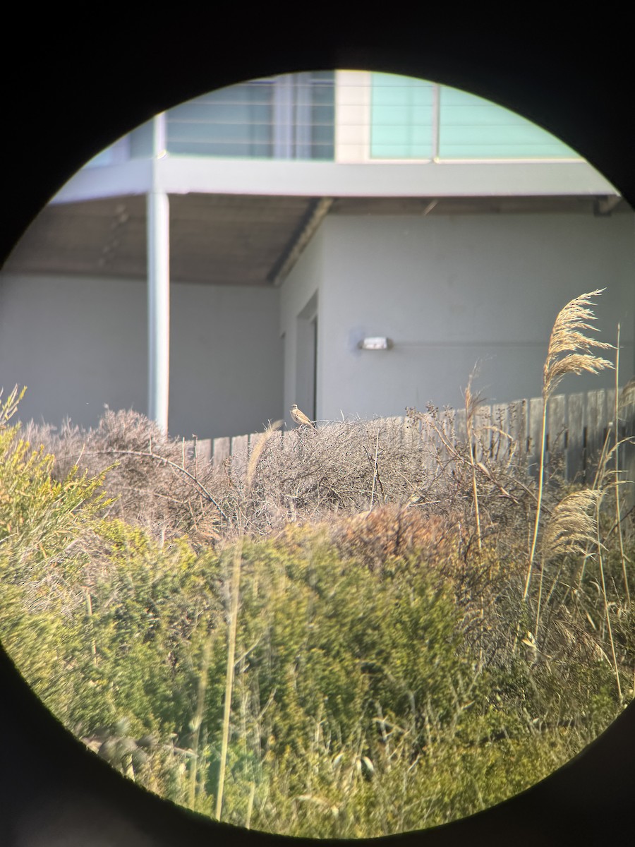 Rufous Songlark - ML641908371