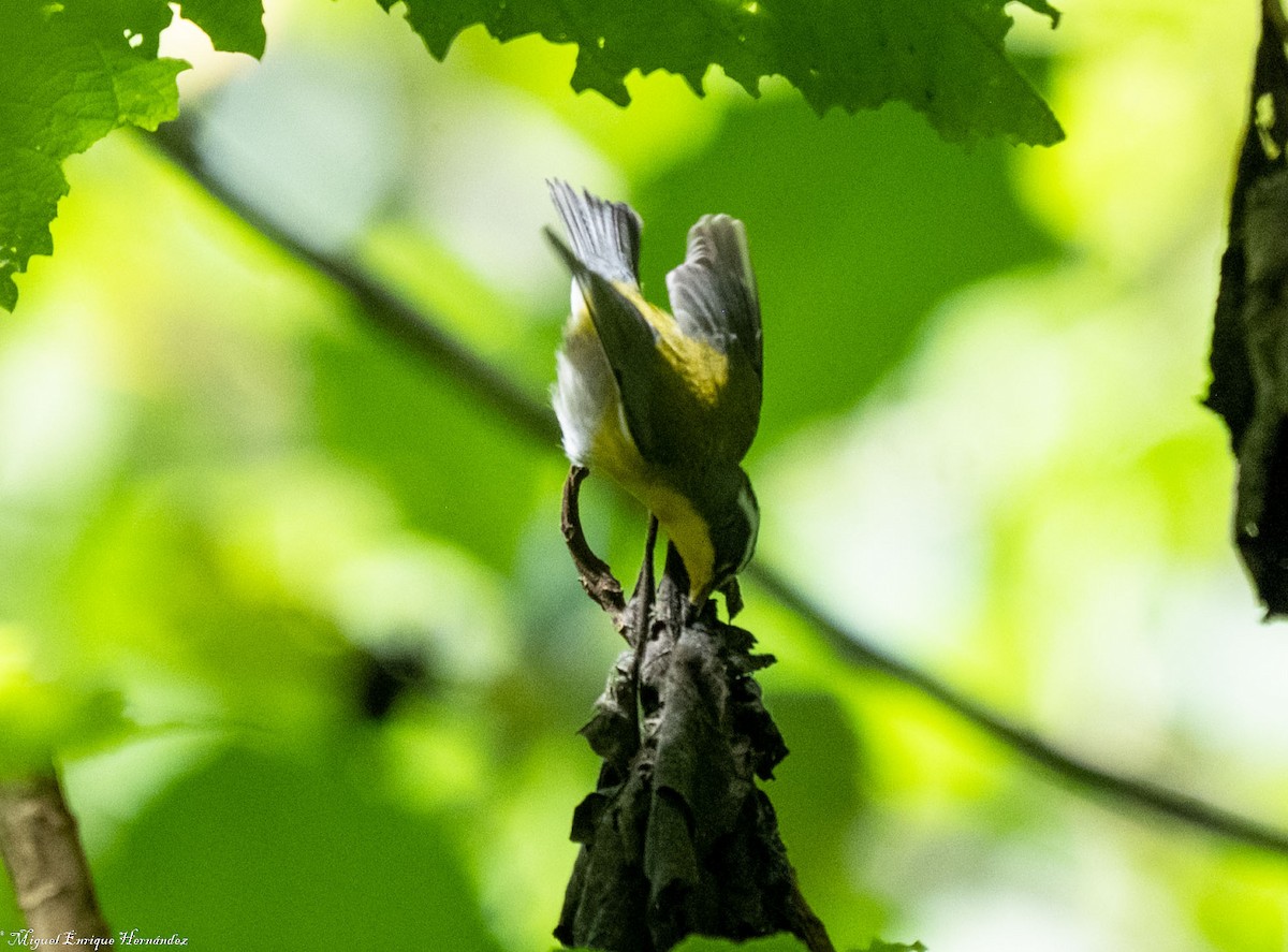 halvmåneparula - ML641908379