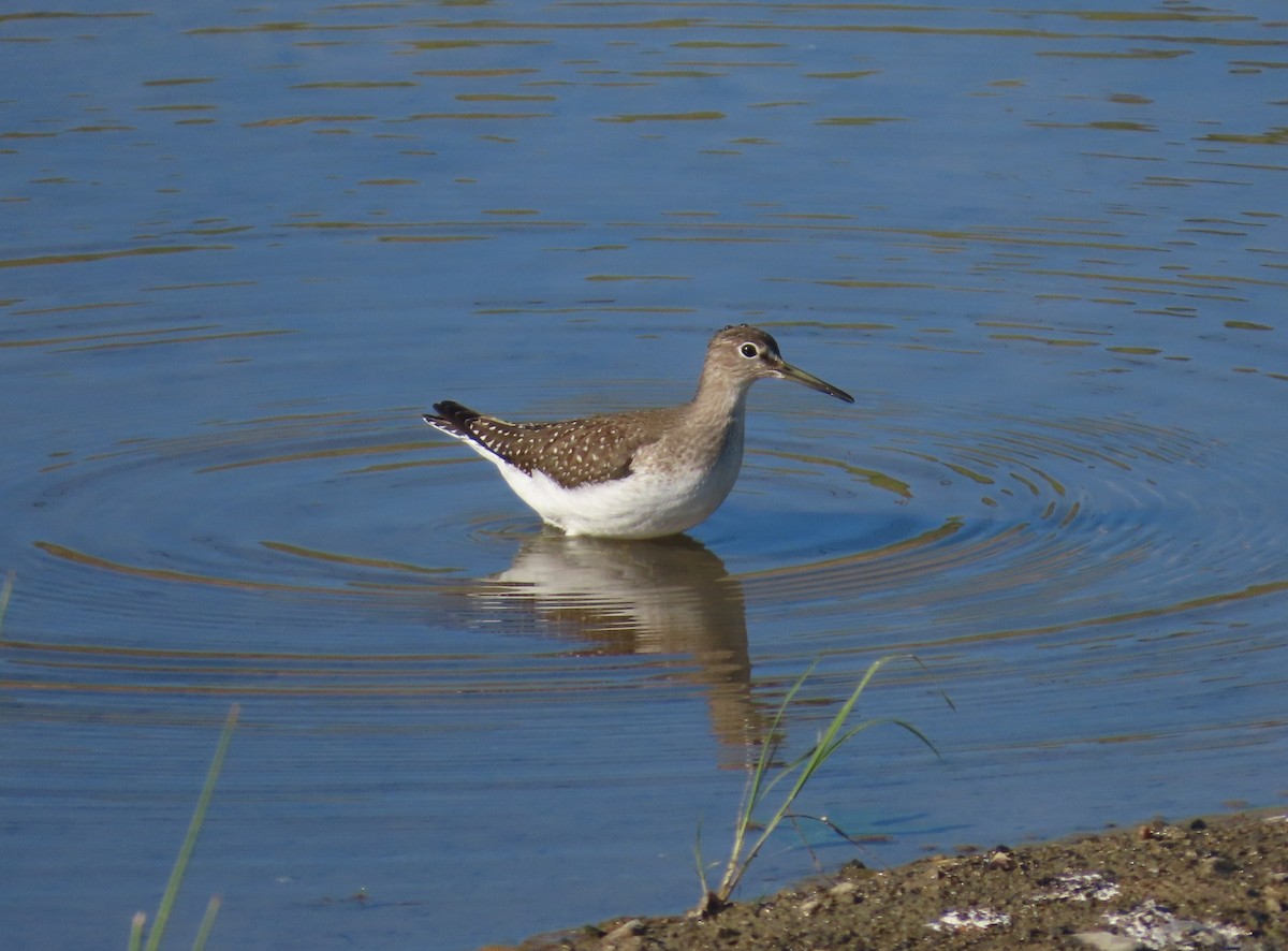 Solitary Sandpiper - ML641908393
