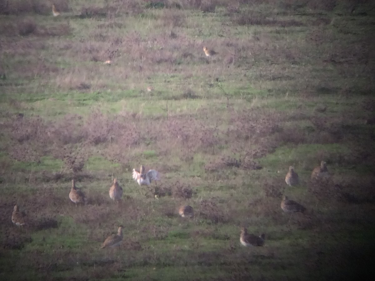 Little Bustard - ML641908394