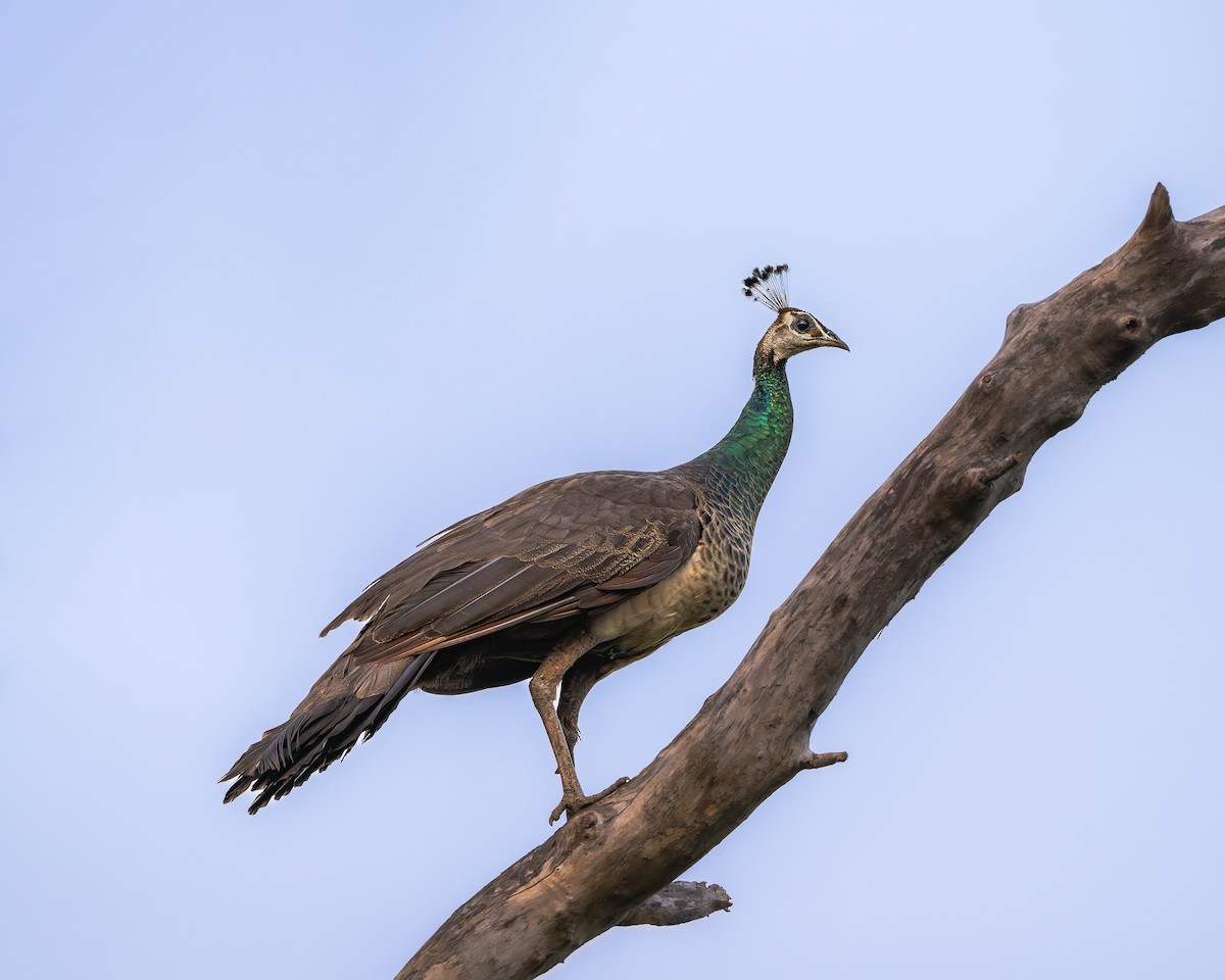 Indian Peafowl - ML641908400