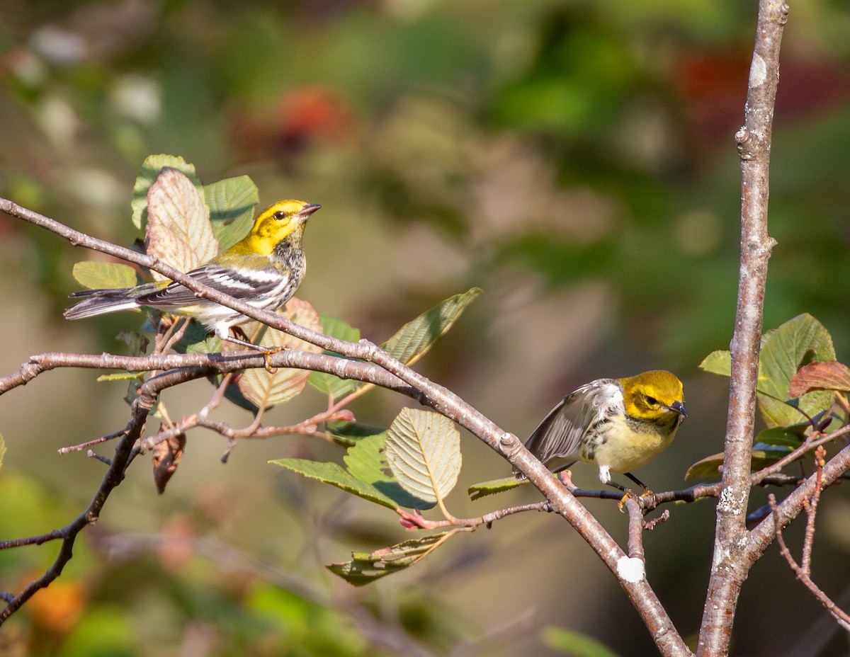 Black-throated Green Warbler - ML641908442