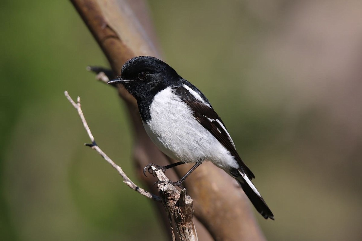 Hooded Robin - ML641908445