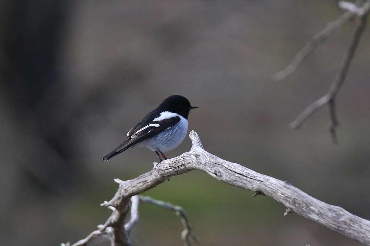Hooded Robin - ML641908446