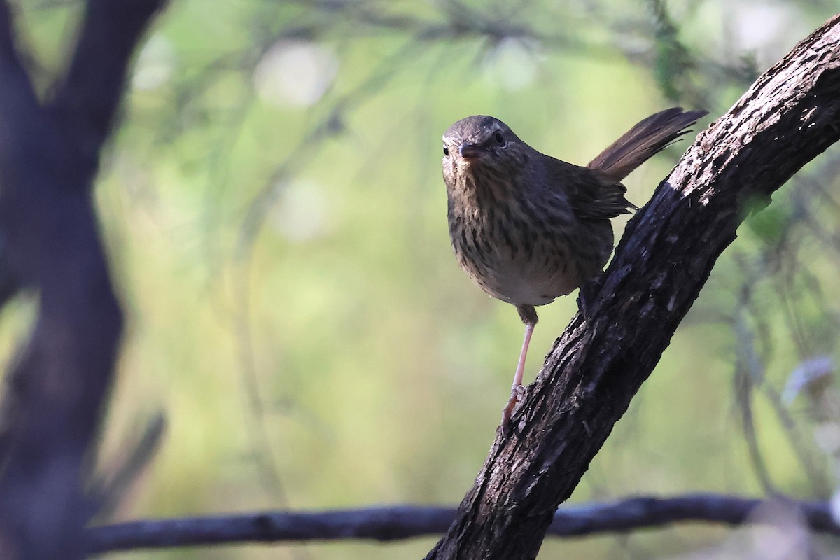 Chestnut-rumped Heathwren - ML641908466