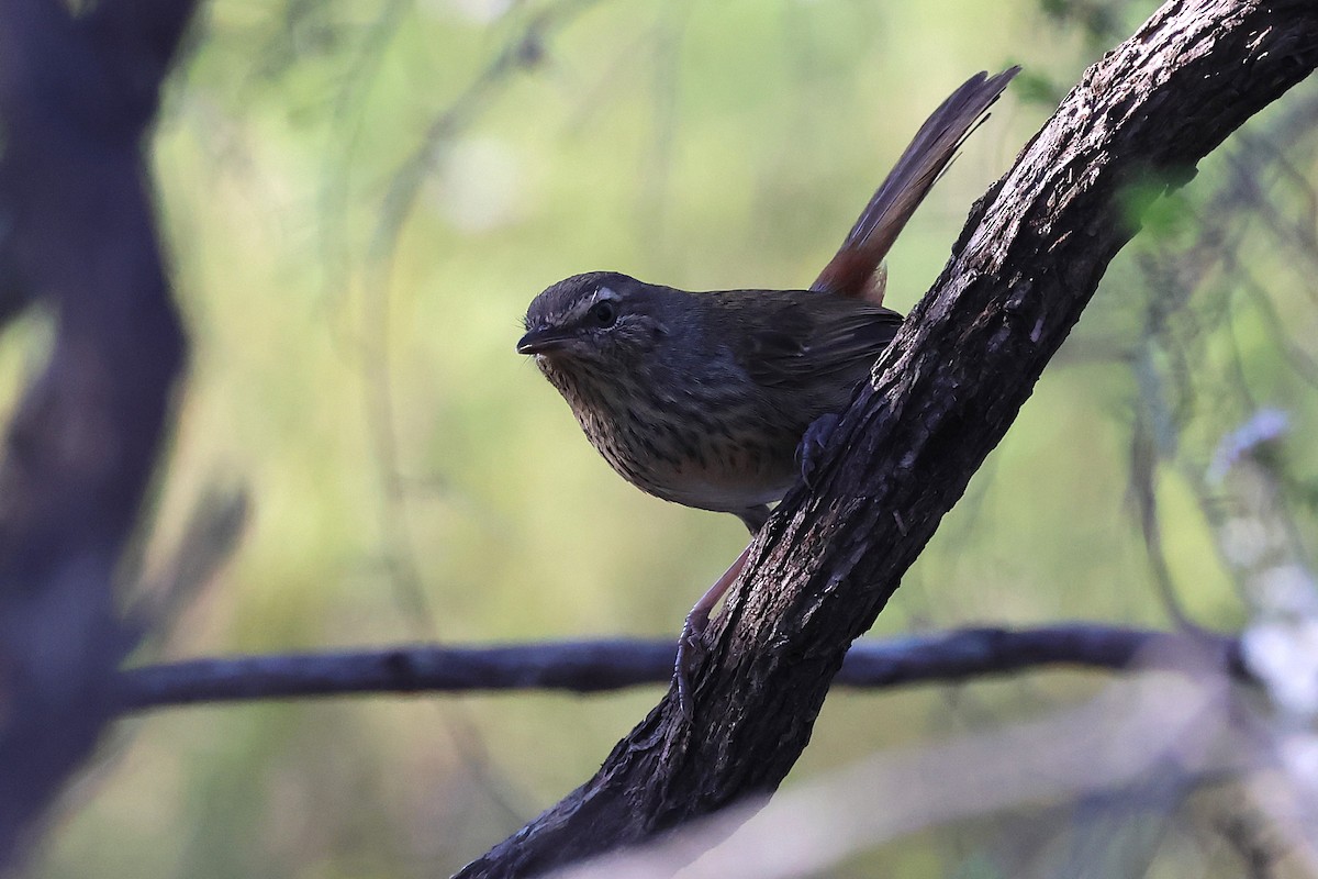 Chestnut-rumped Heathwren - ML641908467
